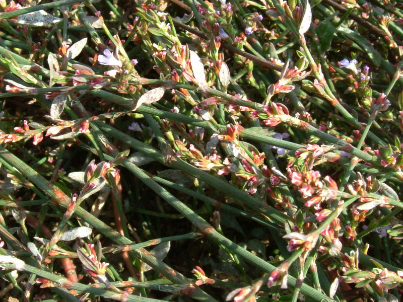 Nella stoppia 4 - Polygonum sp.