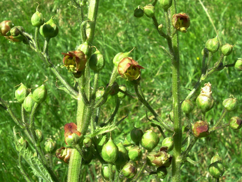 Scrophularia scopolii