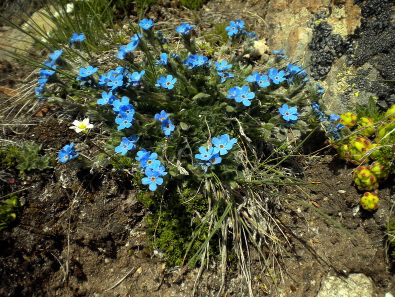 Eritrichium nanum / Eritrichio nano