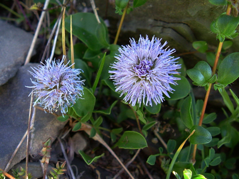 Globularia incanescens Viv. / Vedovella delle Apuane