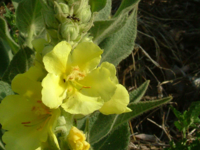 Tra gli incoltivi 5 - Verbascum thapsus ?