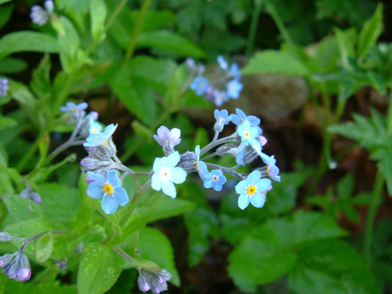 Forse Myosotis? - Myosotis sylvatica
