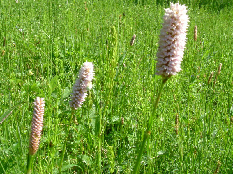 Bistorta officinalis / Poligono bistorta