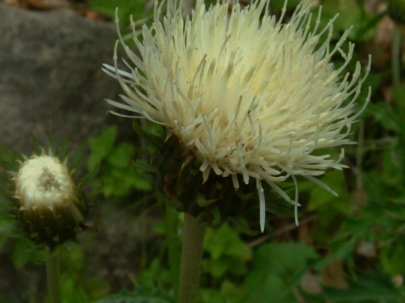 Parco del Gigante 5