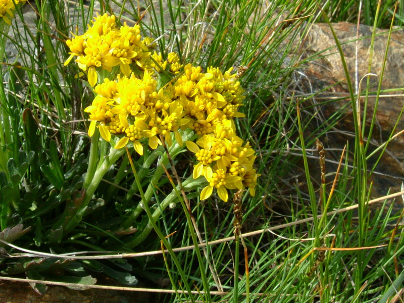 Jacobaea carniolica  / Senecione della Carniola