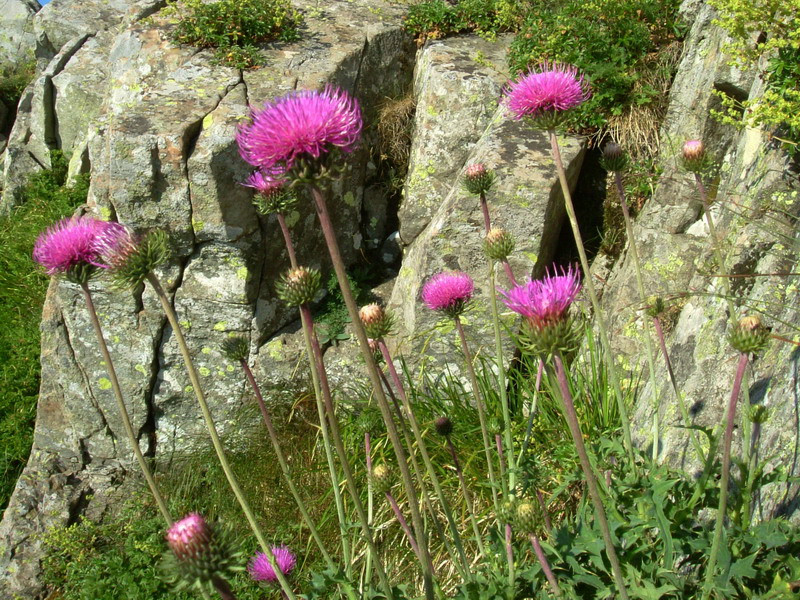 Carduus defloratus / Cardo dentellato