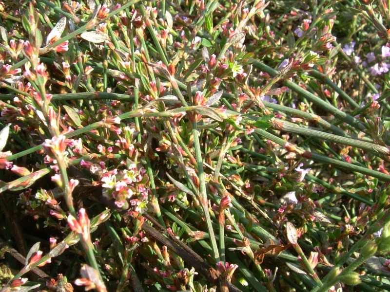 Nella stoppia 4 - Polygonum sp.