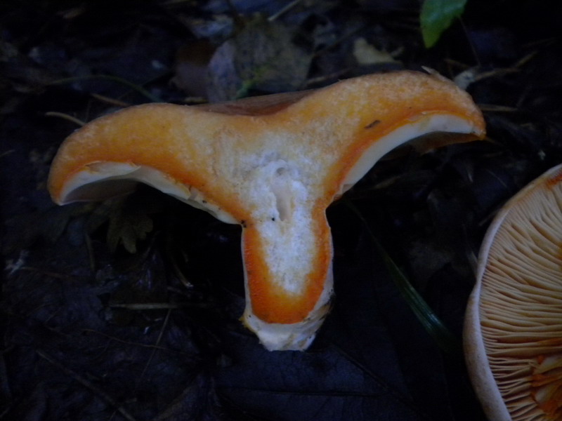 Lactarius a