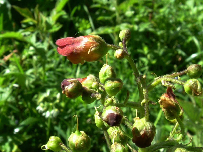 Scrophularia scopolii