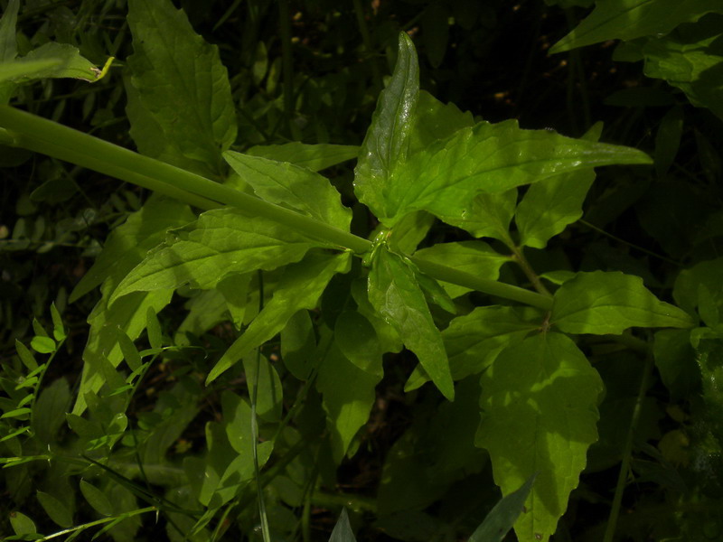 Valeriana tripteris