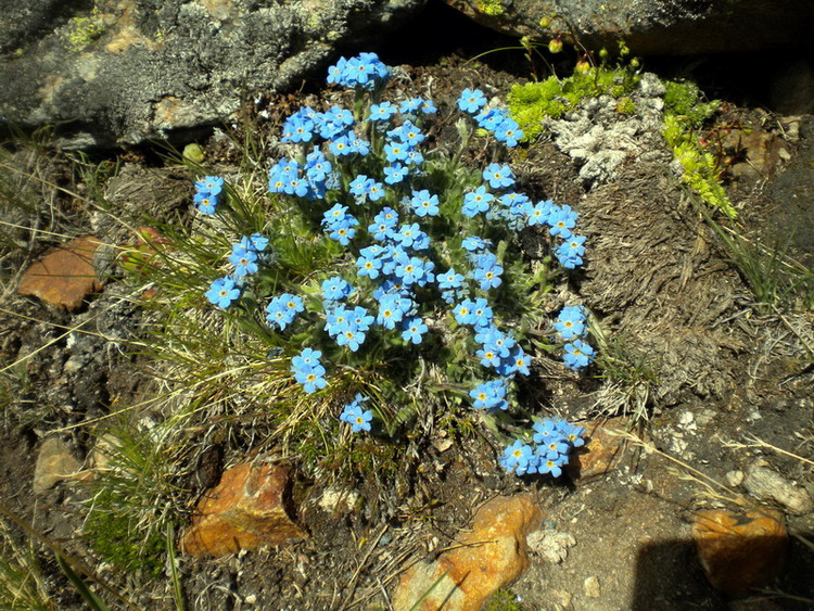 Eritrichium nanum / Eritrichio nano