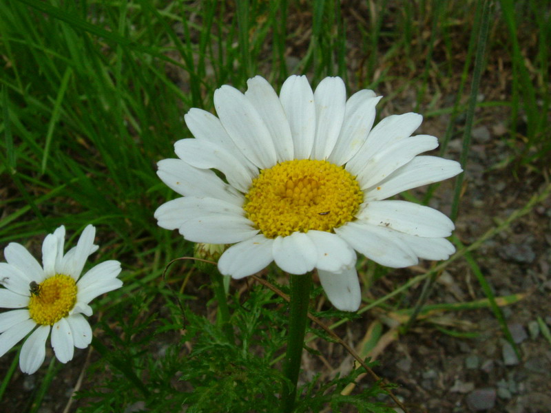 camomilla bastarda ??