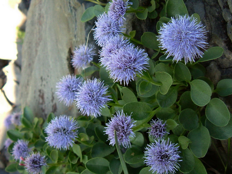 Globularia incanescens Viv. / Vedovella delle Apuane