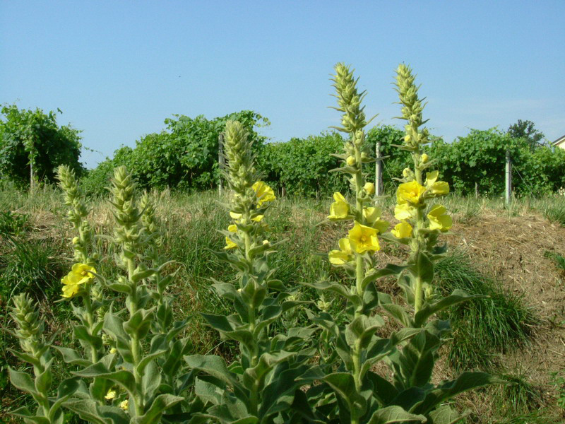 Tra gli incoltivi 5 - Verbascum thapsus ?