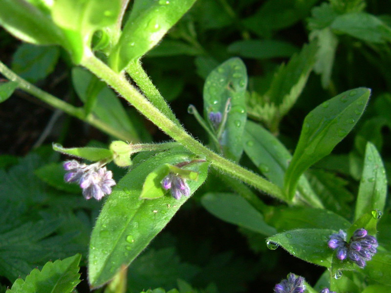 Forse Myosotis? - Myosotis sylvatica