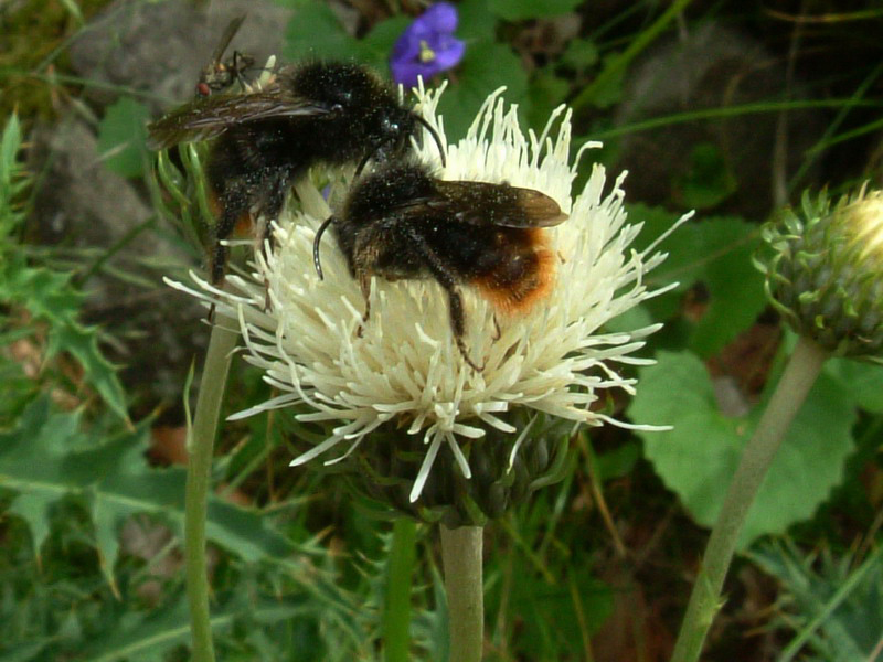 Parco del Gigante 5