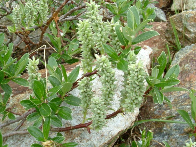 Val Zebrù 4 - Salix sp.