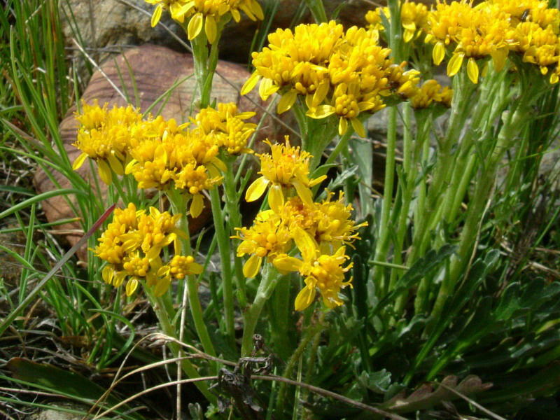Jacobaea carniolica  / Senecione della Carniola