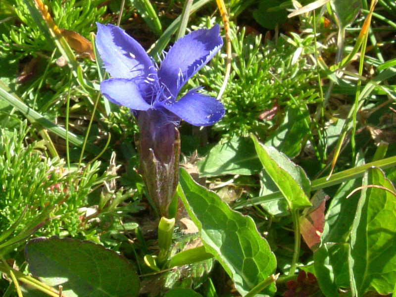 Gentianopsis ciliata / Genziana sfrangiata