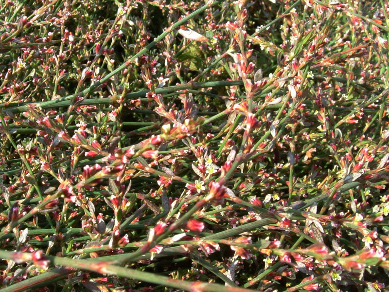 Nella stoppia 4 - Polygonum sp.