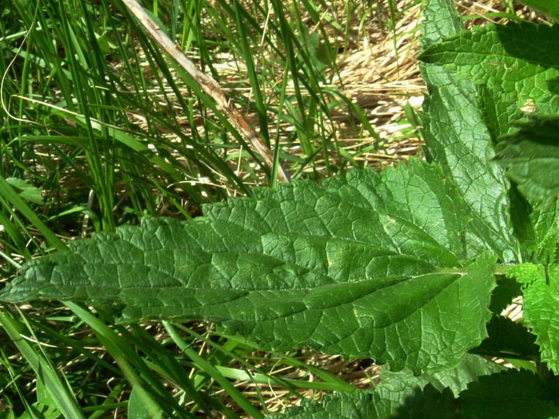 Scrophularia scopolii
