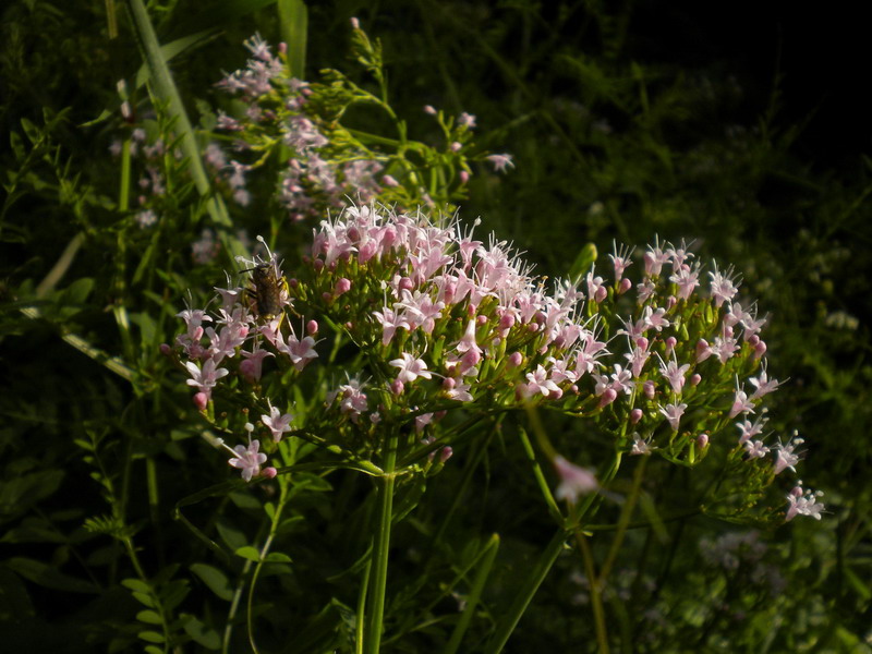 Valeriana tripteris