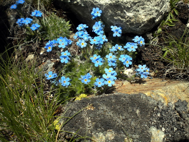 Eritrichium nanum / Eritrichio nano