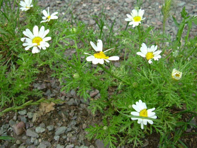 camomilla bastarda ??