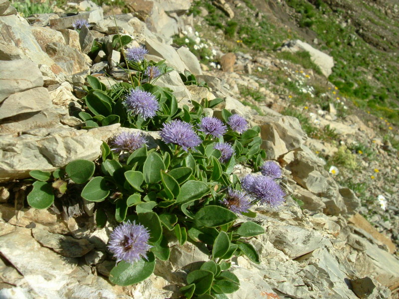 Globularia incanescens Viv. / Vedovella delle Apuane