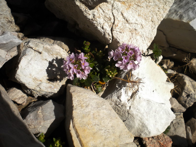 Noccaea rotundifolia (=Thlaspi rotundifolium) / Tlaspi a foglie rotonde