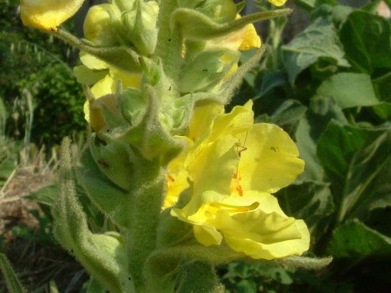 Tra gli incoltivi 5 - Verbascum thapsus ?