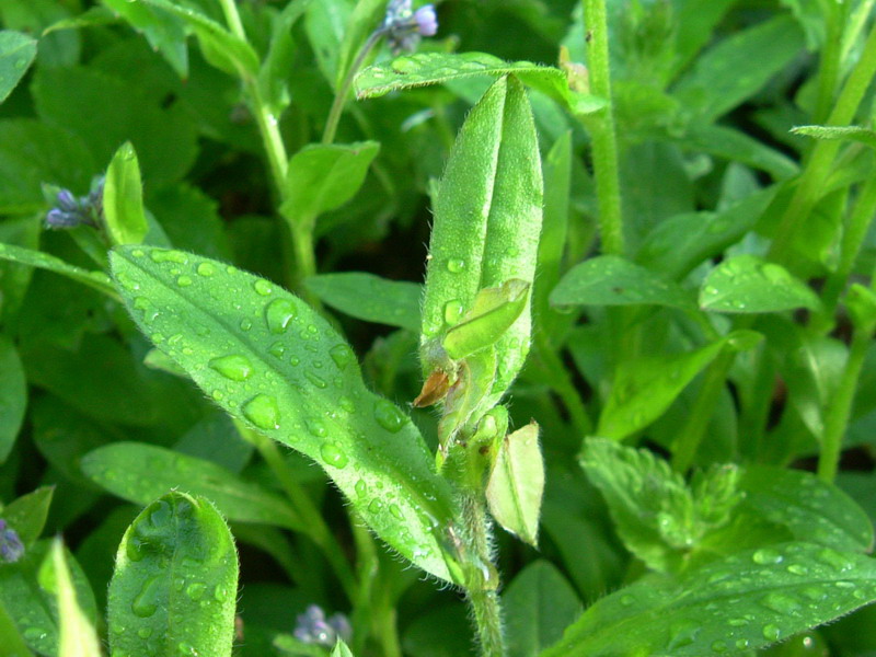 Forse Myosotis? - Myosotis sylvatica
