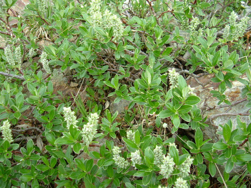 Val Zebrù 4 - Salix sp.