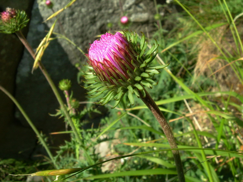 Carduus defloratus / Cardo dentellato