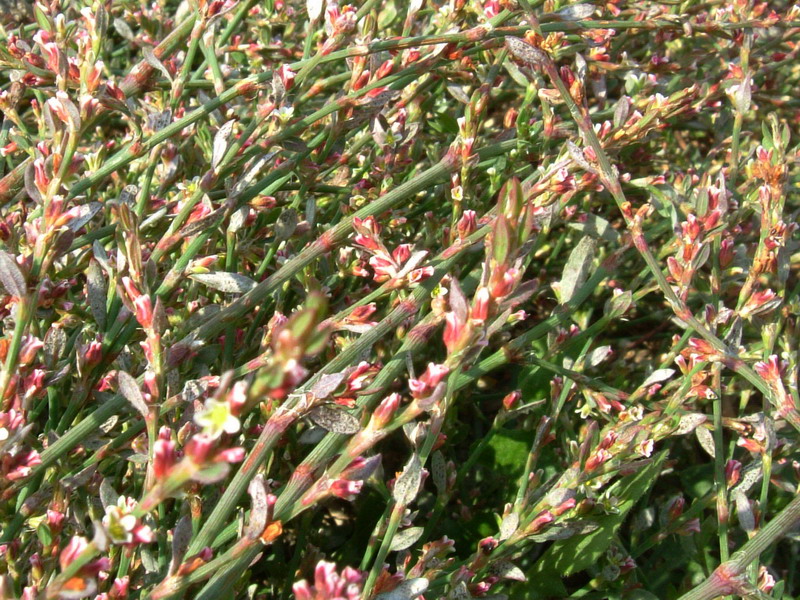 Nella stoppia 4 - Polygonum sp.