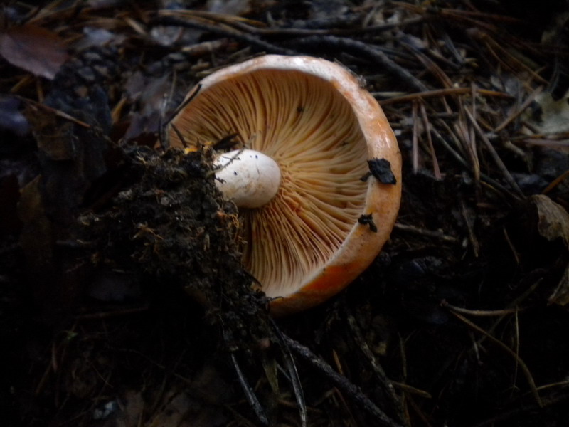 Lactarius a