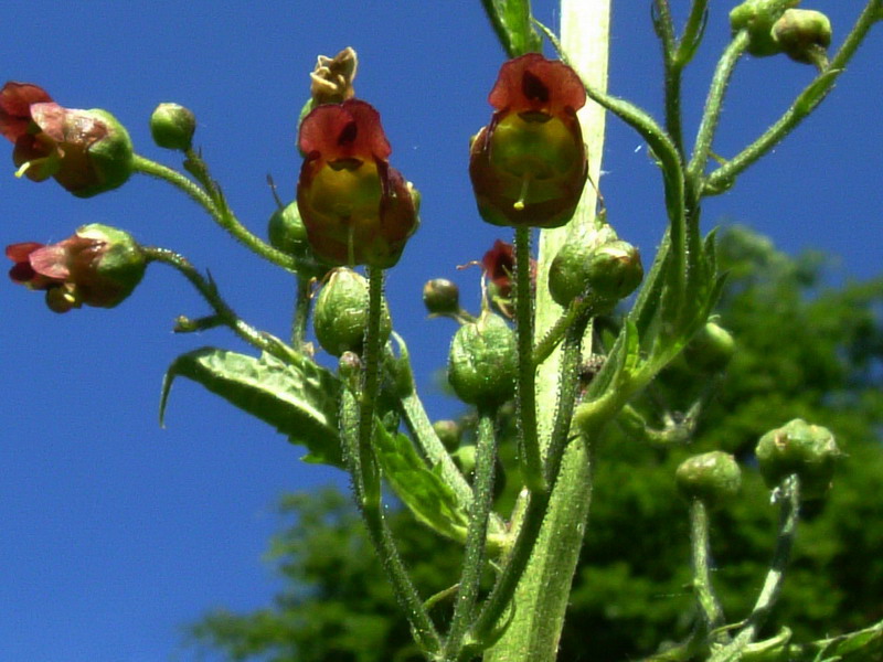 Scrophularia scopolii