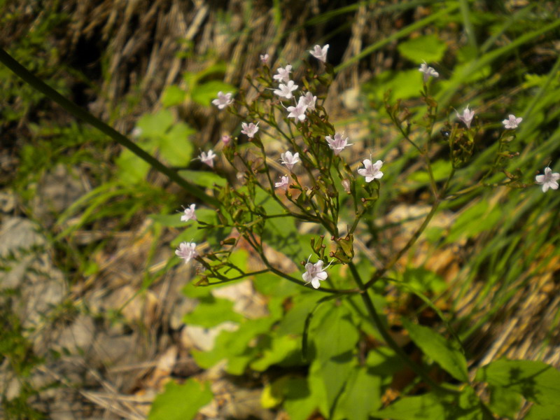 Valeriana tripteris