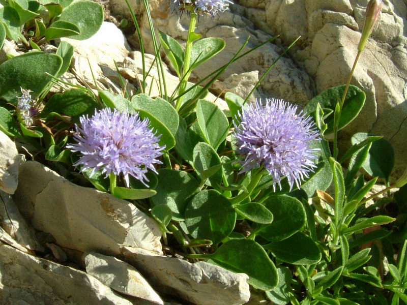 Globularia incanescens Viv. / Vedovella delle Apuane