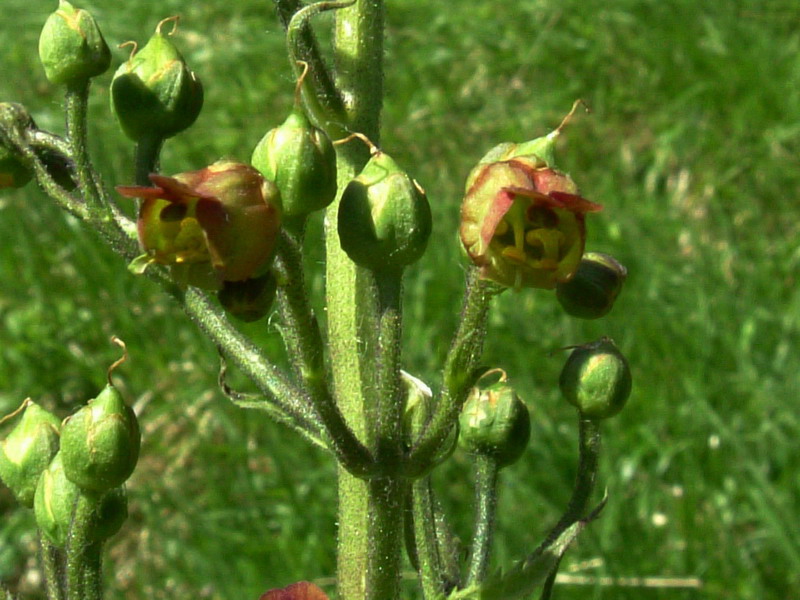 Scrophularia scopolii