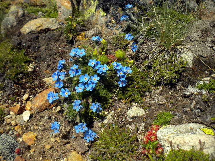 Eritrichium nanum / Eritrichio nano