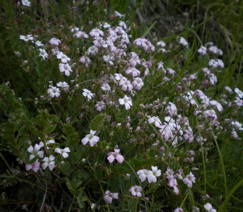Gypsophila repens