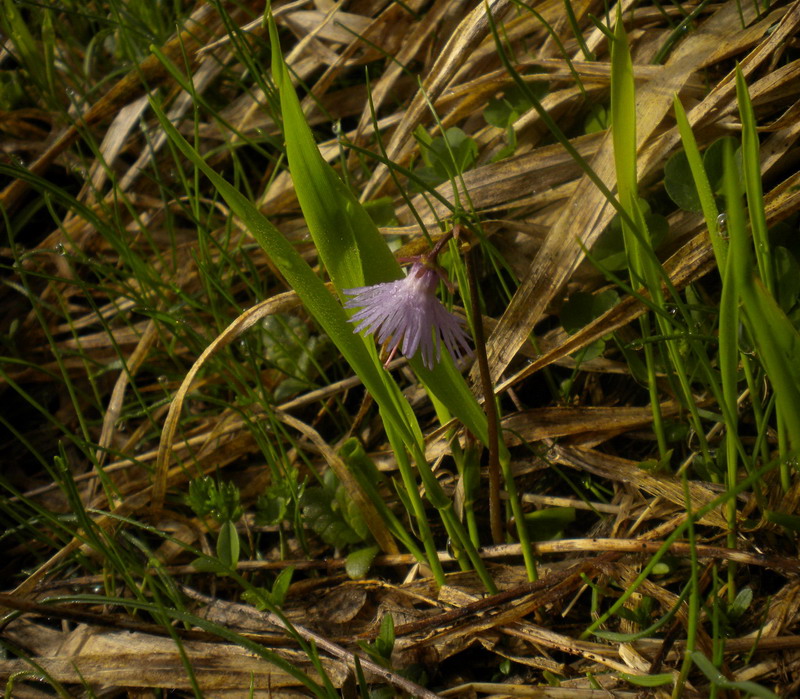 Soldanella alpina in Appennino