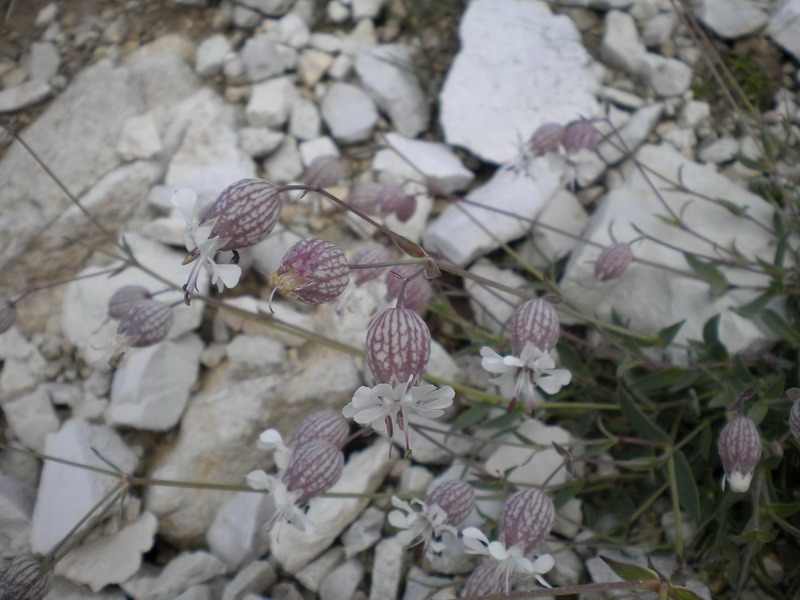 Silene vulgaris del Lagorai