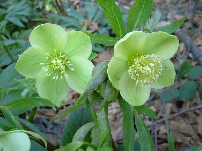 Helleborus viridis ed Helleborus foetidus
