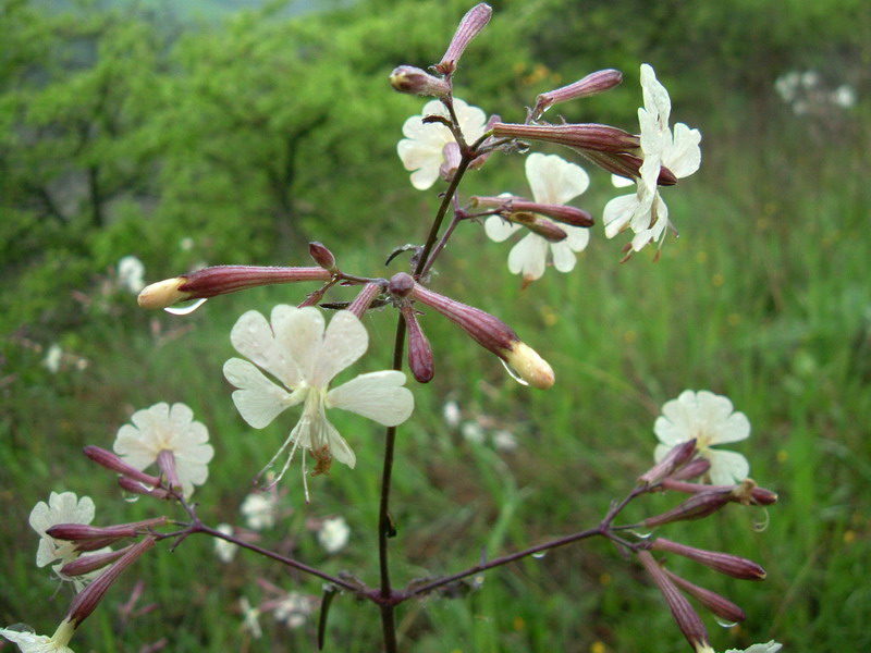 Silene cfr. italica