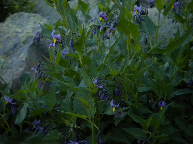 Solanum dulcamara