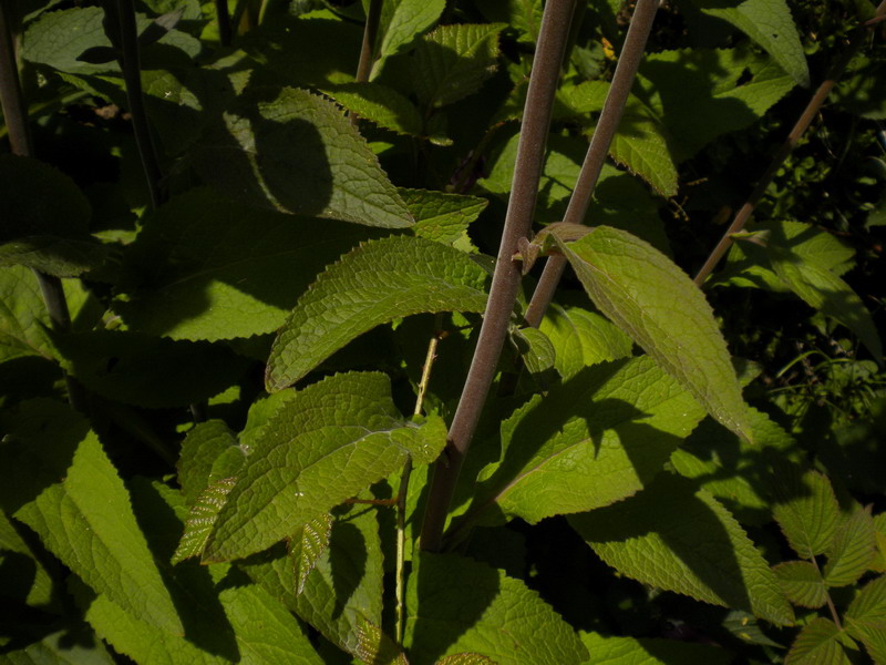 Digitalis purpurea rinselvatichita.