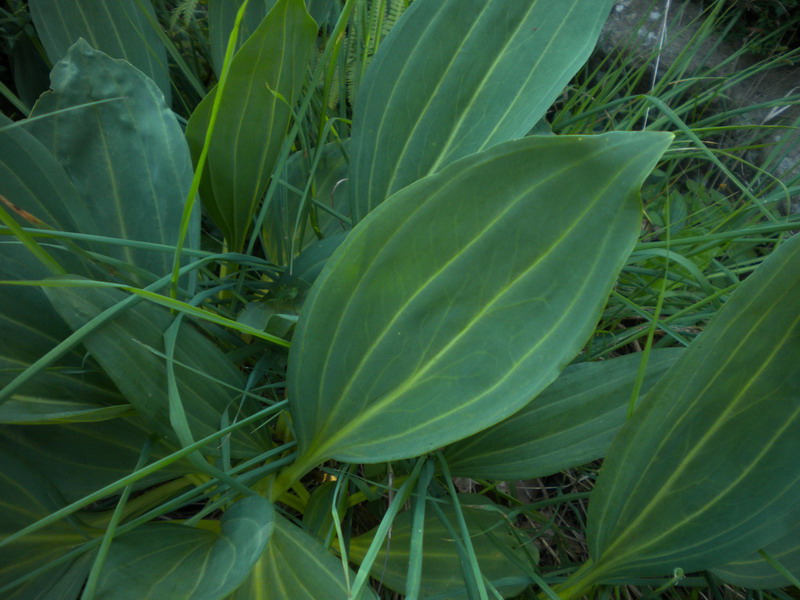 Gentiana lutea, foglie basali