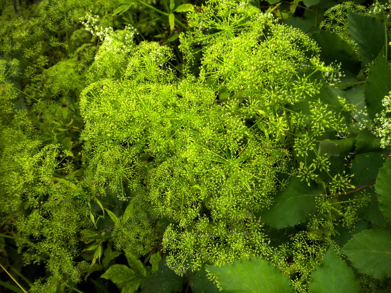 Da determi....Apiacea
